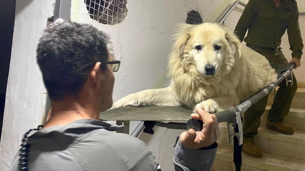 בדרך החוצה מהמקלט. הכלב ברי על אלונקה