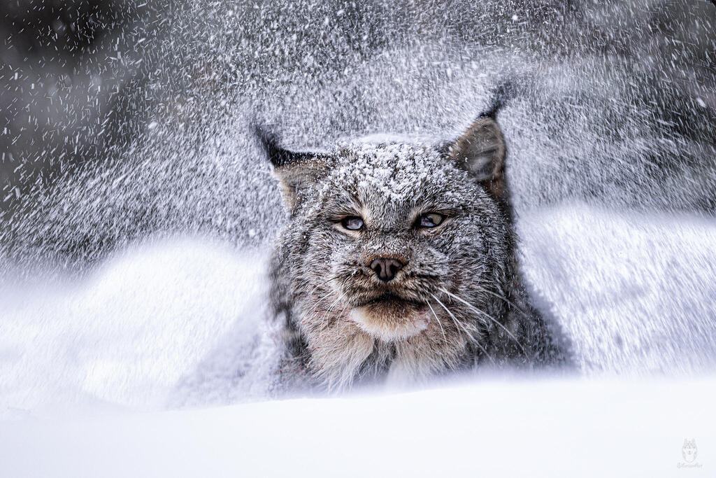 השונר הקנדי מתנער מהשלג