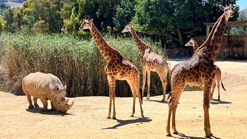 גן החיות התנ"כי