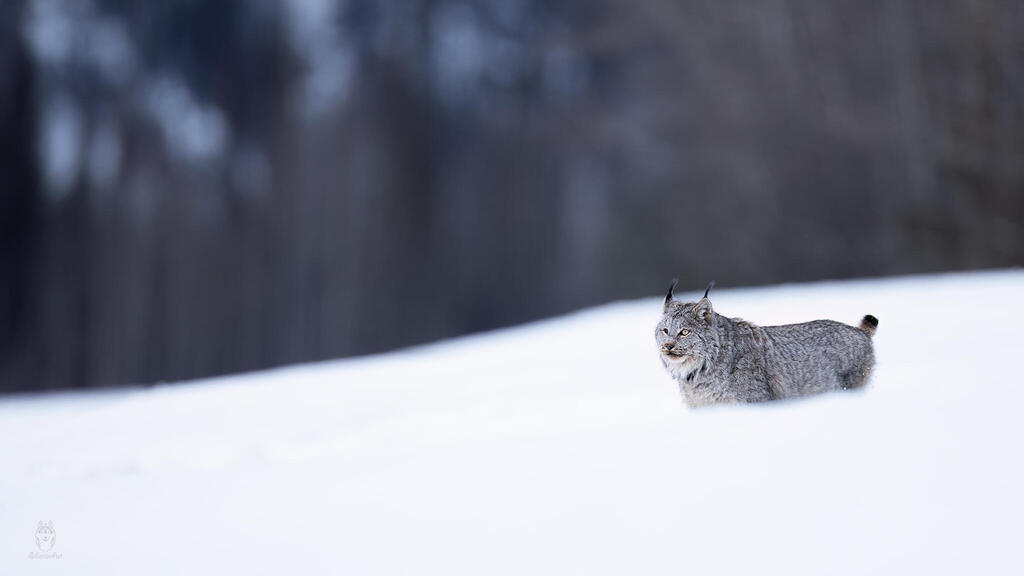 השונר הקנדי שנצפה בקולומביה הבריטית