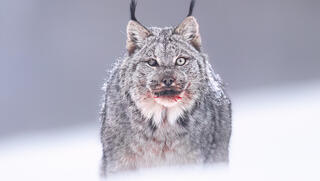 רגע נדיר בכפור: צלם ישראלי תיעד שונר קנדי ב"ארוחה"