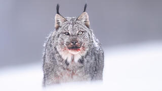 השונר הקנדי לאחר הארוחה