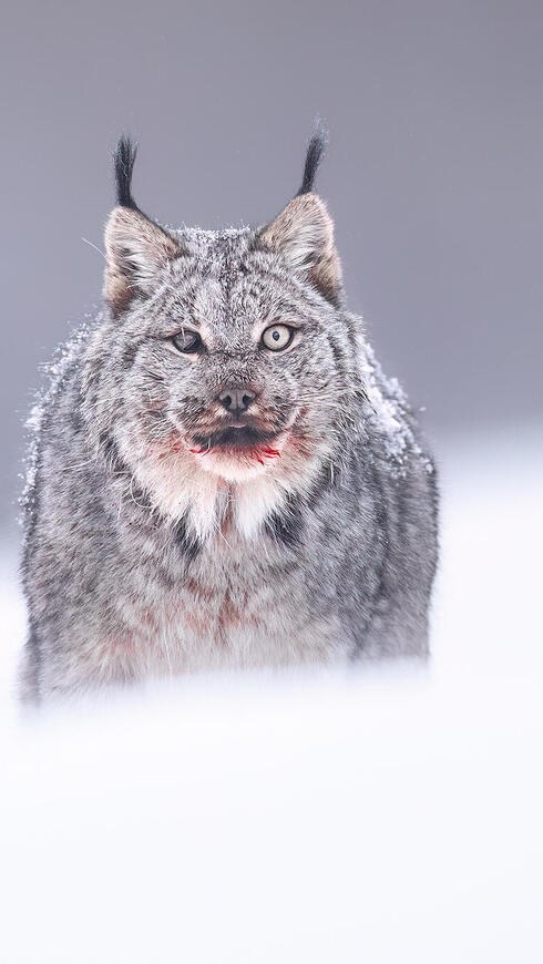 השונר הקנדי לאחר הארוחה