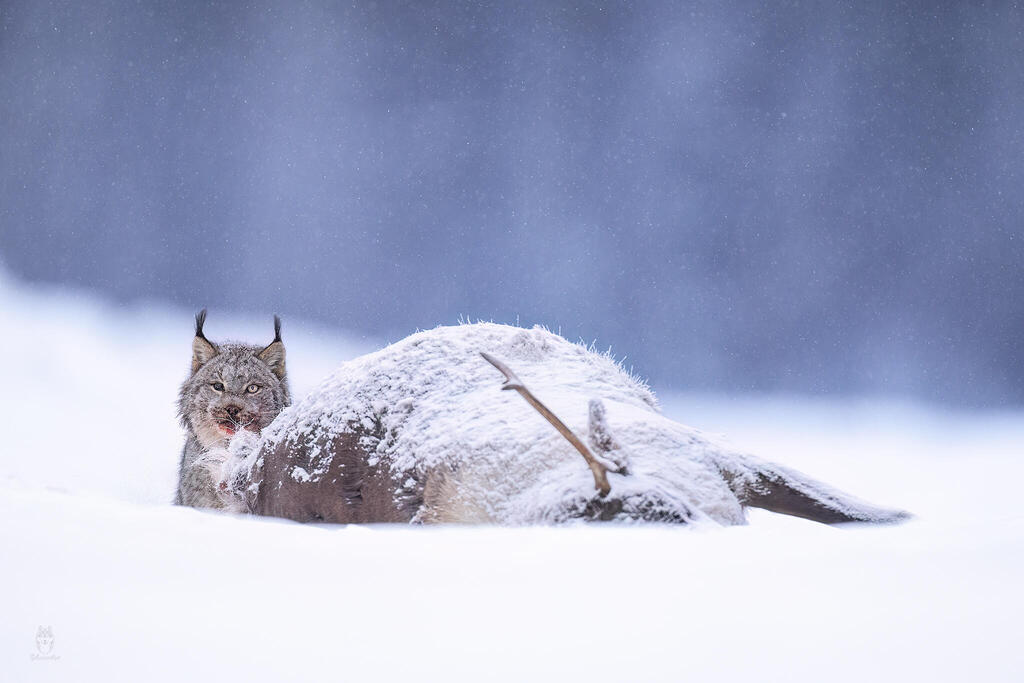 השונר הקנדי מתענג על הטרף