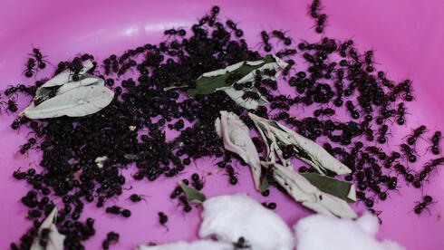 חלק מהנמלים שנתפסו, מוצגות בדיון שנערך בבית המשפט בניירובי, בירת קניה