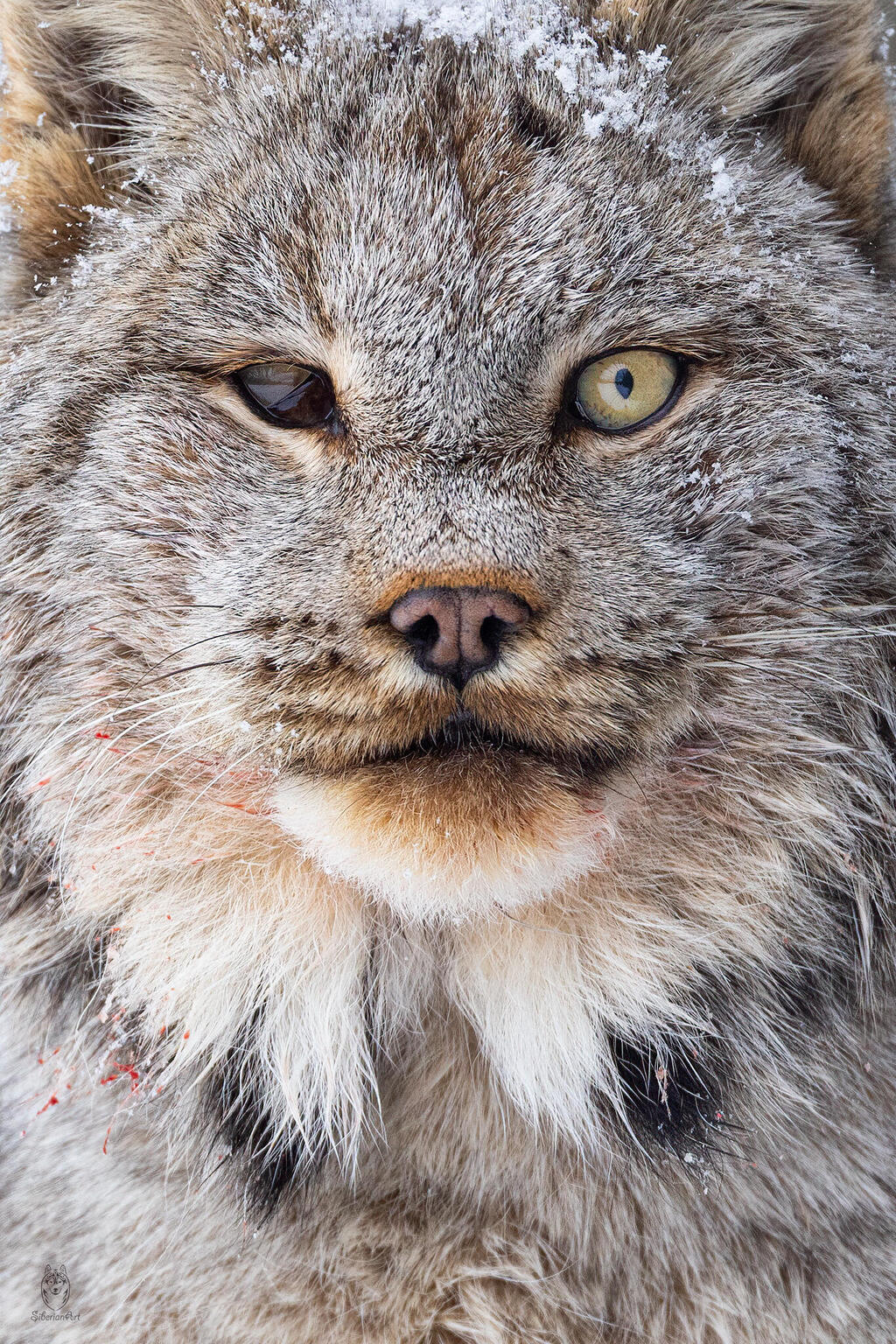 עינו הפצועה של השונר הקנדי שנצפה בקולומביה הבריטית
