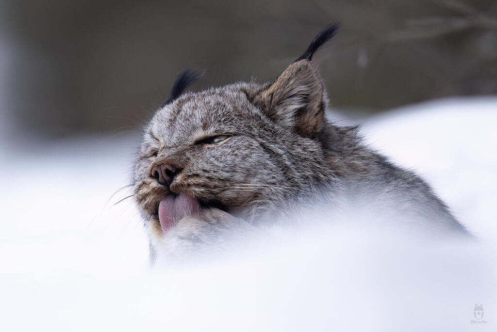 השונר הקנדי ברגע של מנוחה