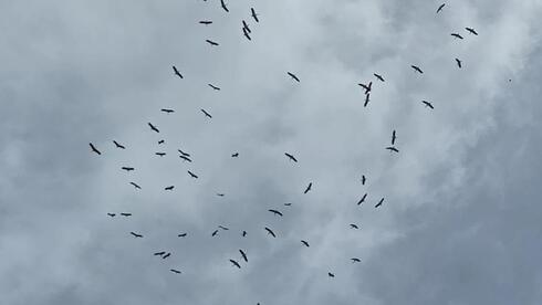 להקת חסידות מעל קיסריה