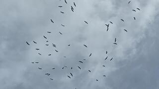 להקת חסידות מעל קיסריה