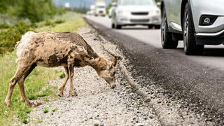 נקבת כבש גדול-קרניים, כשבקרבתה תנועת כלי רכב על כביש בפארק הלאומי ג'ספר שבקנדה