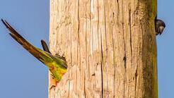 התוכי הארוך בעולם? אחת התמונות בתחרות Nikon Comedy Wildlife Awards