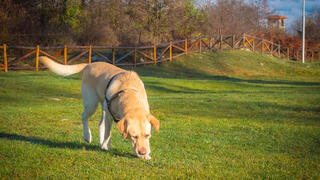 כלב לברדור חופר בגינה
