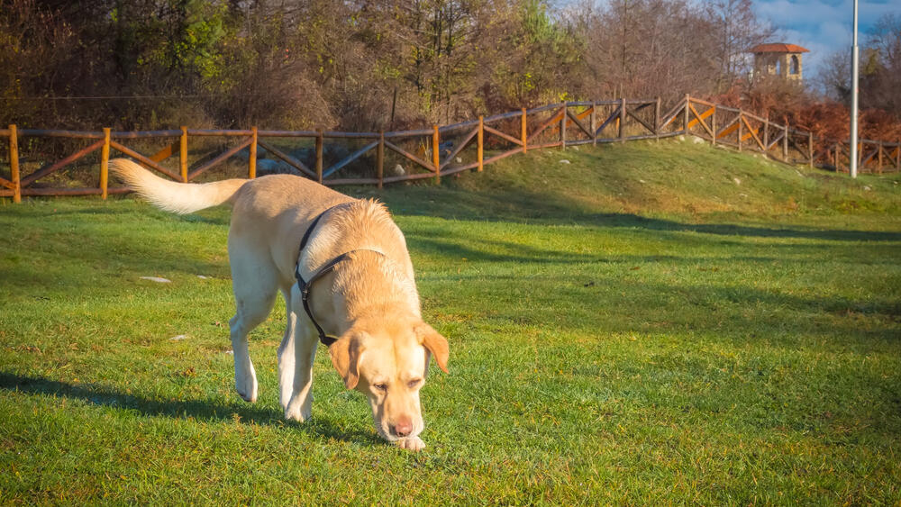 כלב לברדור חופר בגינה
