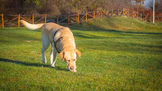 כלב לברדור חופר בגינה