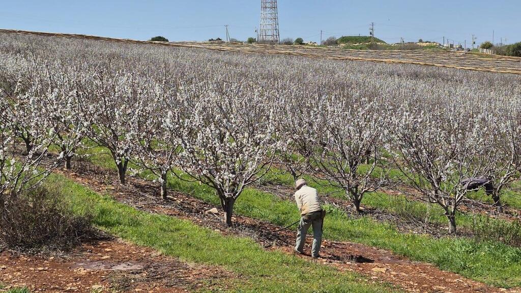 מטה עצי דובדבן בגליל העליון