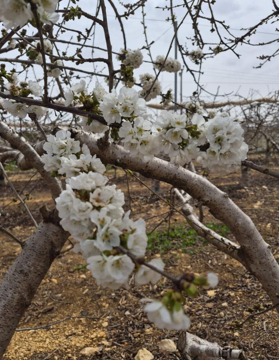 הפריחה בגוש עציון