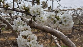 הפריחה בגוש עציון
