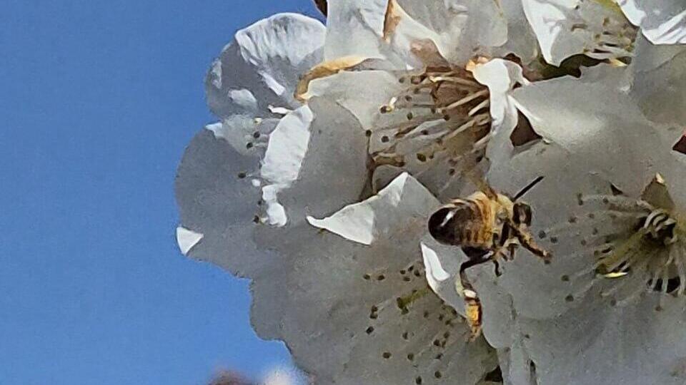 דבורה ליד העץ