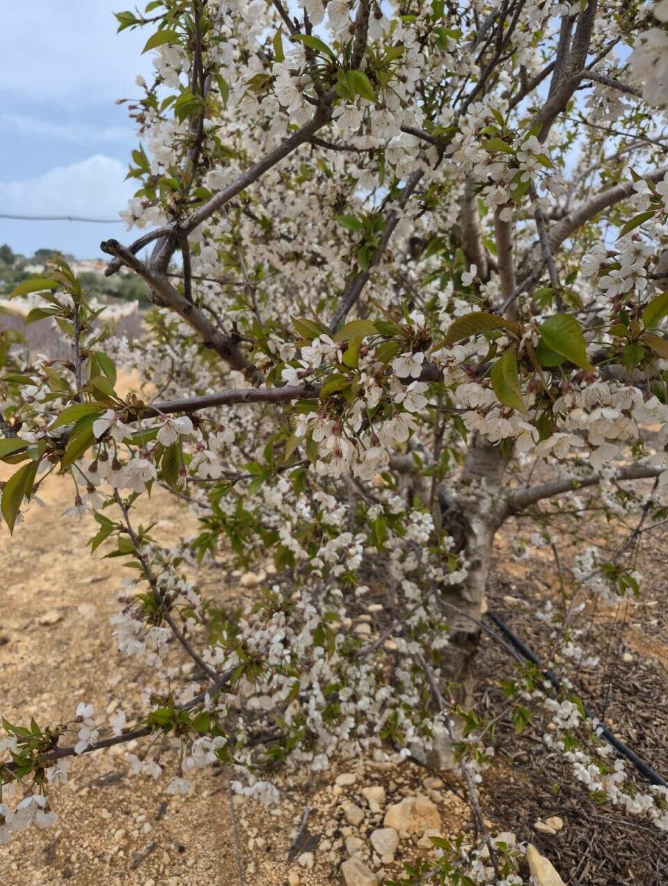 מראה מרהיב בגוש עציון
