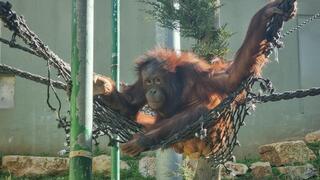 סוגה בהיריון ראשון