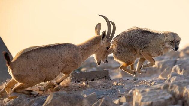 בהוקרה לכל האימהות חסרות הפשרות וההגנה בכל תוקף