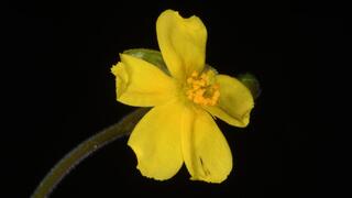 לוטמית המטאטא