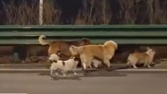 הכלבים בכביש המהיר