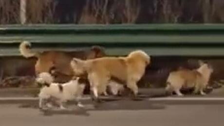 הכלבים בכביש המהיר