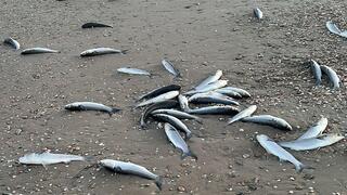 דגים מתים בחוף בית ינאי