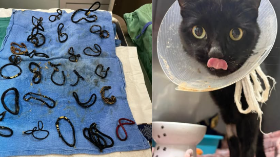 מידנייט והגומיות שהוצאו מגופה