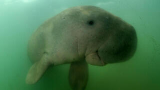 כך משפיעה המלחמה על עולם החי במפרץ הפרסי