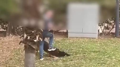 החתול מותקף על ידי הכלב בקריית אונו, כשבעלי הכלב לא פועל למניעת התקיפה