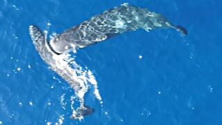 התנגחות ראשים בין לווייתנים ממין ראשתן גדול-ראש