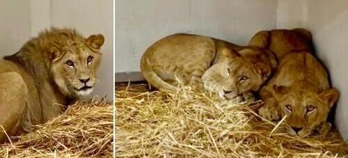 The new immigrants (Photo: Hadar Goldberg/Haifa Educational Zoo) עולים חדשים. שתיים מהלביאות והאריה