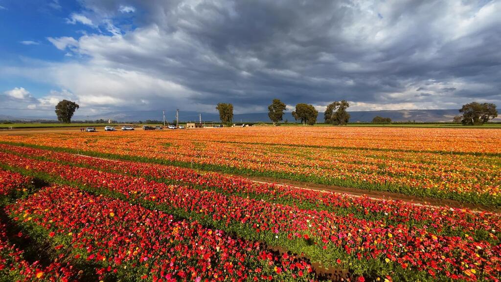 יופי בלתי נתפס