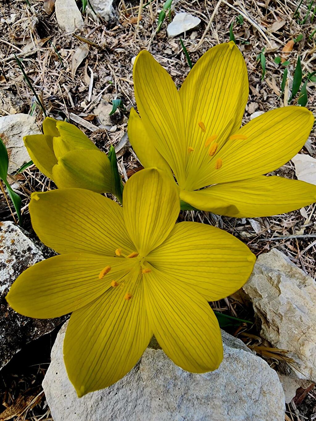 חלמונית בנחל דישון