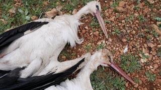 הרג המוני של חסידות בלבנון: "יורים בשביל לייקים"