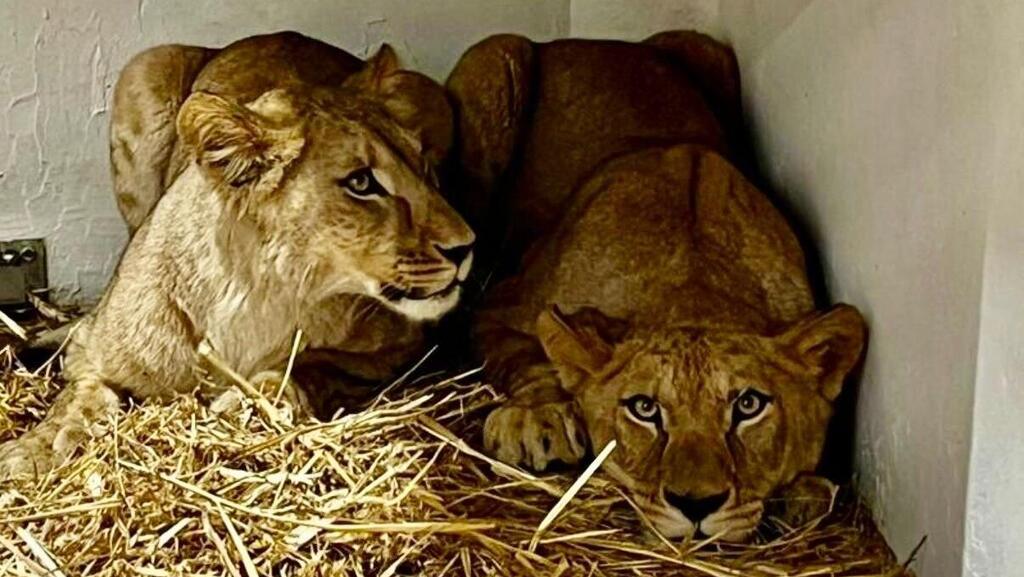 Two of the lionesses who moved from the Czech Republic to Haifa (Photo: Hadar Goldberg/Haifa Educational Zoo) שתיים מהלביאות שעברו דירה מצ'כיה לחיפה