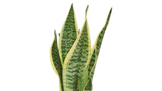 הסנסיווריה. הצמח מייצר חמצן דווקא בשעות החשיכה