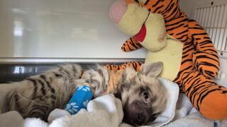 הגור מוקף עם אחת הבובות