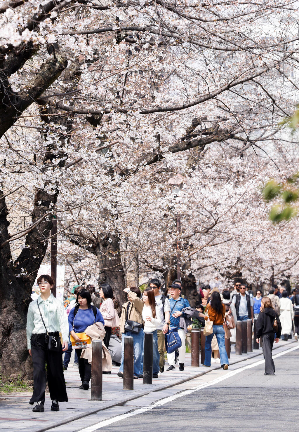 Photo: REUTERS/Manami Yamada פריחת הדובדבן בקיוטו