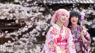 פריחת הדובדבן בקיוטו