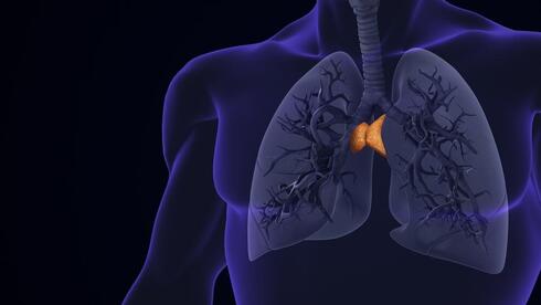 בלוטת התימוס