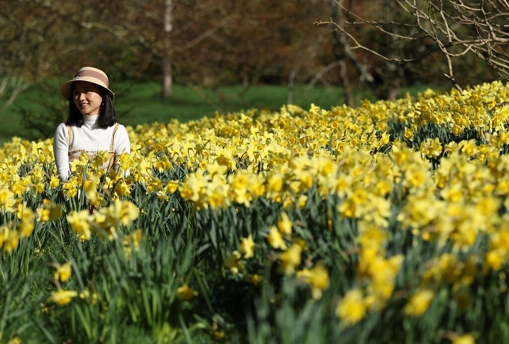 נרקיסים פורחים בשמש אביבית בגני קיו בלונדון