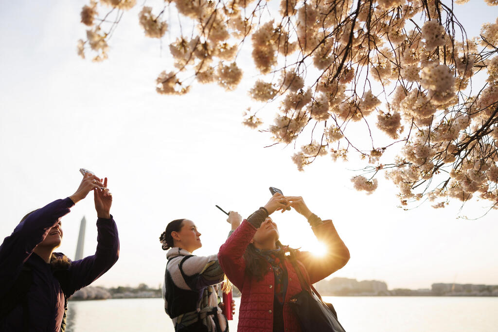 Photo: AP Photo/Tom Brenner מבקרים מצלמים בטלפונים סלולריים את עצי פריחת הדובדבן לאורך אגן המים (Tidal Basin) במול הלאומי בוושינגטון