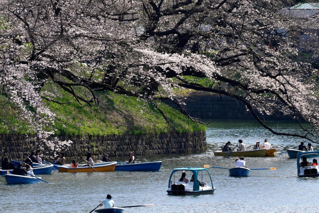 אנשים שטים בסירה מתחת לעצי פריחת הדובדבן בשיא פריחתם בחפיר ארמון צ׳ידוריגפוצ׳י בטוקיו