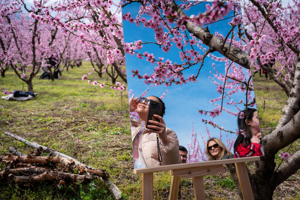 אנשים שנהנים מהשמש משתקפים במראה בין עצי אפרסק פורחים, במסגרת אירוע המעודד את הציבור להגיע לצפות בפריחה סמוך לעיר וריה שבצפון יוון