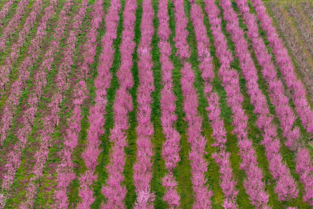 עצי אפרסק פורחים נראים מלמעלה סמוך לעיר וריה שבצפון יוון