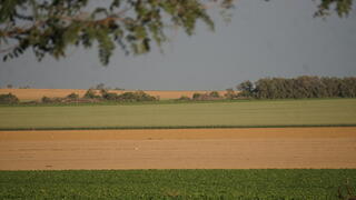 עוטף עזה, שדות לפני קציר. הנוף לצד כביש הדמים, 232