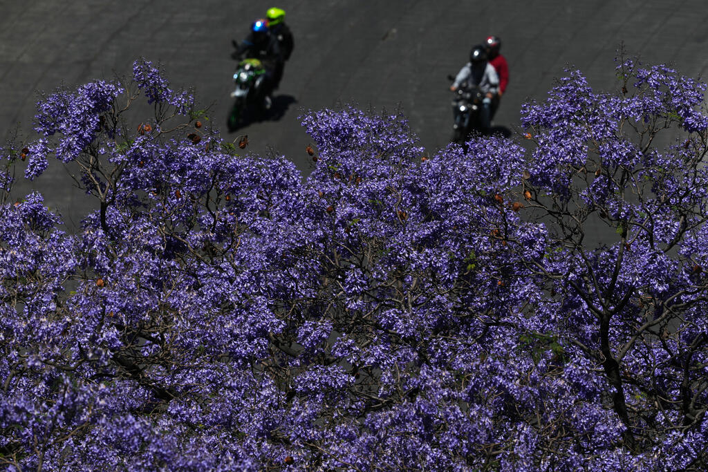 חופת פריחה סגולה של עצי ג׳קרנדה משתרעת מעל שדרת פאסאו דה לה רפורמה במקסיקו סיטי